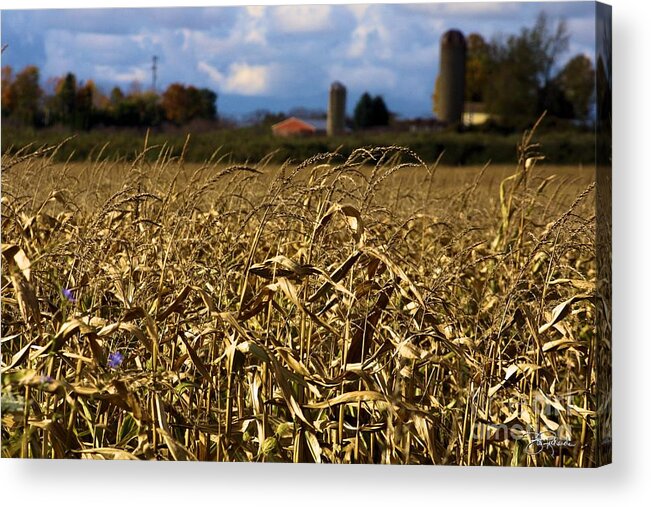 Corn Acrylic Print featuring the photograph Corn Field by Bill Richards