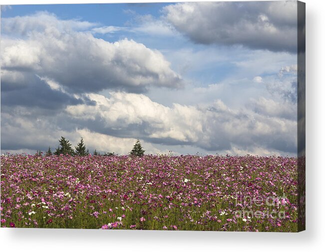 Cosmos Acrylic Print featuring the photograph Cosmos by John Shaw