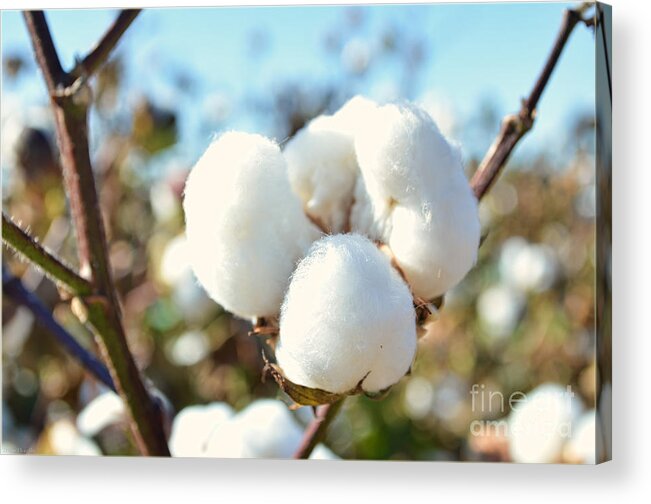 Nature Acrylic Print featuring the photograph Cotton Boll IV by Debbie Portwood