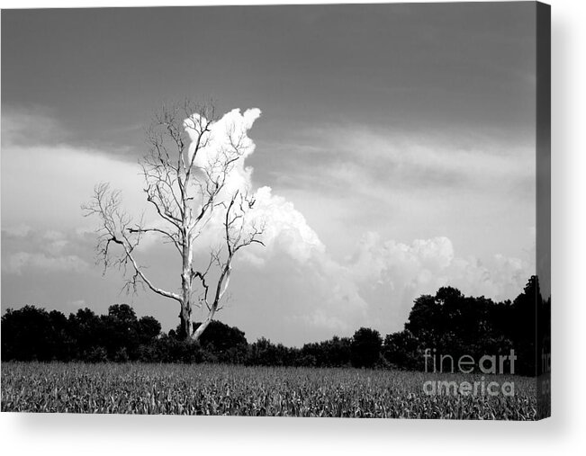 Tree Acrylic Print featuring the photograph Cotton Candy Tree - Clarksdale Mississippi by T Lowry Wilson