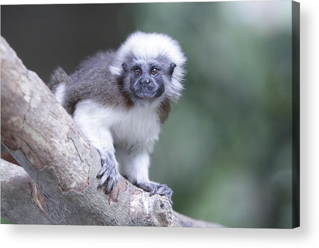 Cotton Top Tamarin Acrylic Print featuring the photograph Cotton Top Tamarin by Shoal Hollingsworth