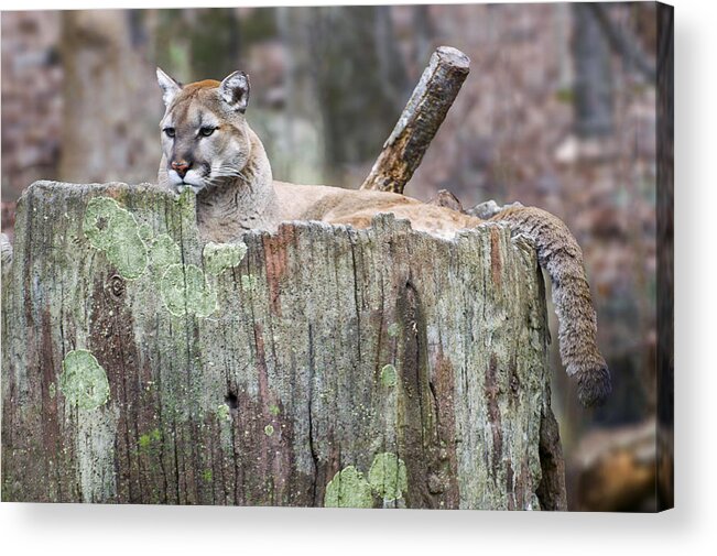 Cougar Acrylic Print featuring the photograph Cougar on a stump by Flees Photos