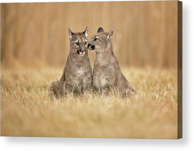 Animal Acrylic Print featuring the photograph Cougars by Milan Zygmunt