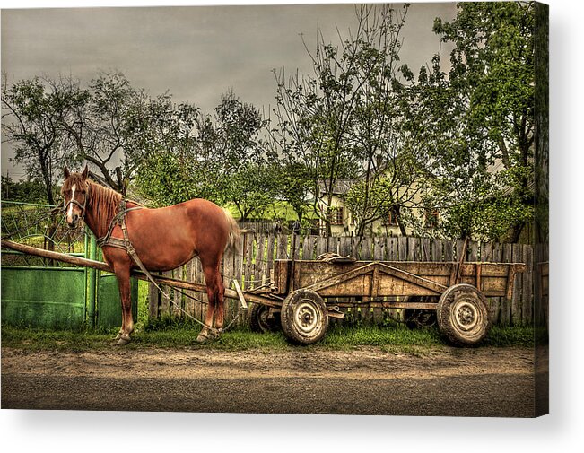 Country Acrylic Print featuring the photograph Country Life by Evelina Kremsdorf