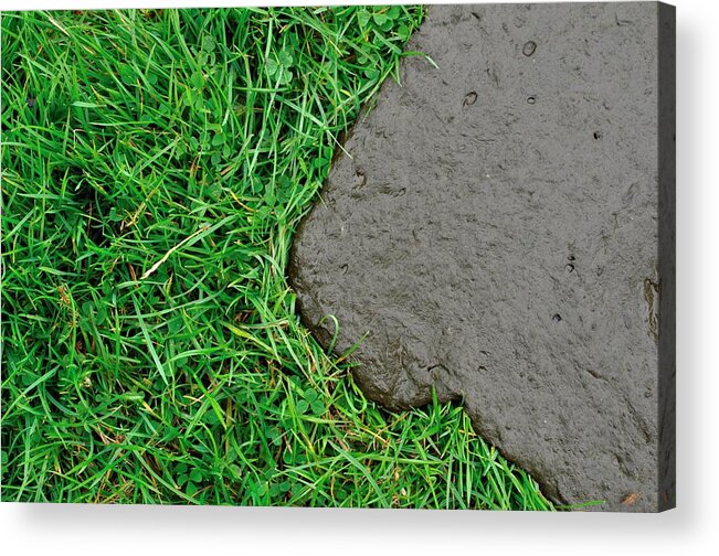 Dung Acrylic Print featuring the photograph Cow Dung by Robert Brook/science Photo Library