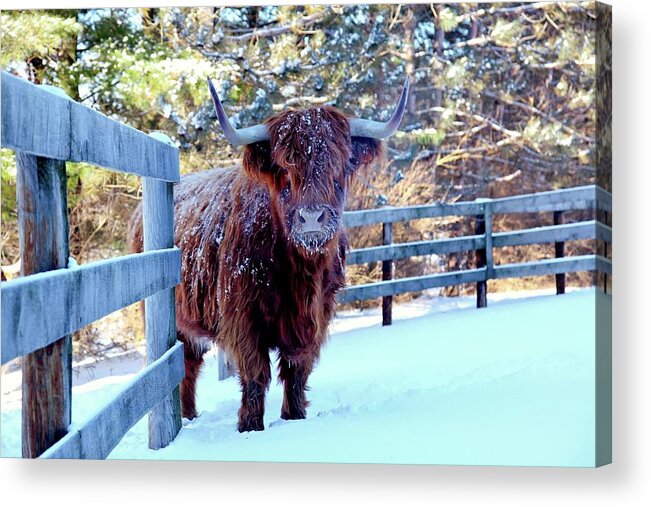 Snow Acrylic Print featuring the photograph Cow In Snow by Driftless Studio