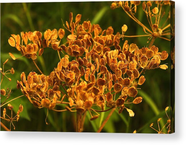 Cow Parsnip Seeds Acrylic Print featuring the photograph Cow Parsnip Seeds by Sandra Foster