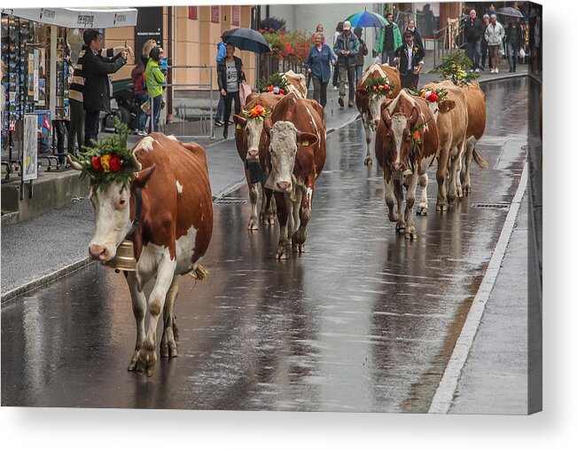 Cow Acrylic Print featuring the photograph Cows in Wengen Switzerland by Tom and Pat Cory