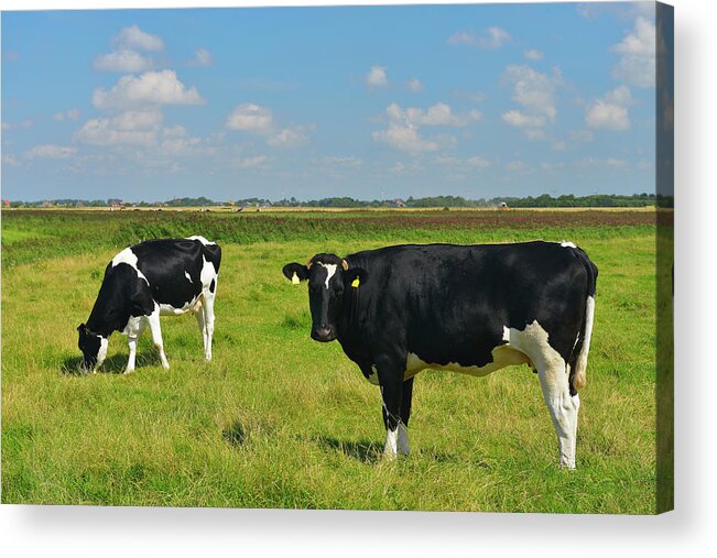 Grass Acrylic Print featuring the photograph Cows On Meadow by Raimund Linke