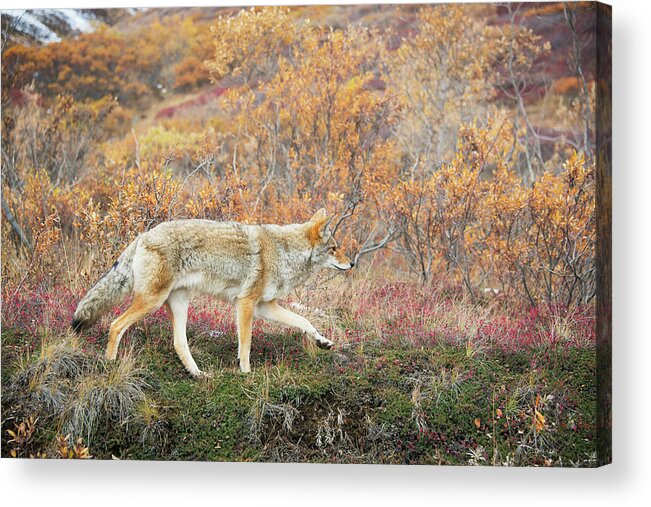 One Animal Acrylic Print featuring the photograph Coyote Canis Latrans Hunts In Autumn by Cathy Hart / Design Pics
