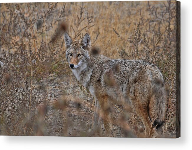 Coyote Acrylic Print featuring the photograph Coyote by David Armstrong