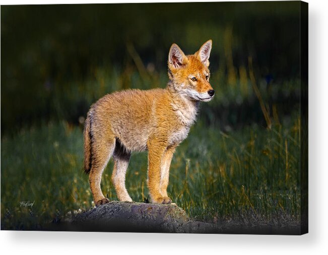 Coyote Acrylic Print featuring the photograph Coyote Pup by Fred J Lord