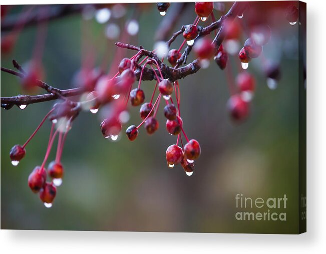 Crabapples Acrylic Print featuring the photograph Crabapples in the Mist by CJ Benson