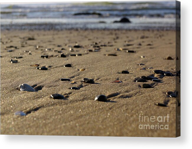 Shell Acrylic Print featuring the photograph Crab's Eye View by Cassandra Buckley