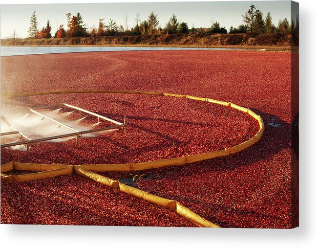 Working Acrylic Print featuring the photograph Cranberry Farm Harvesting For by Yinyang
