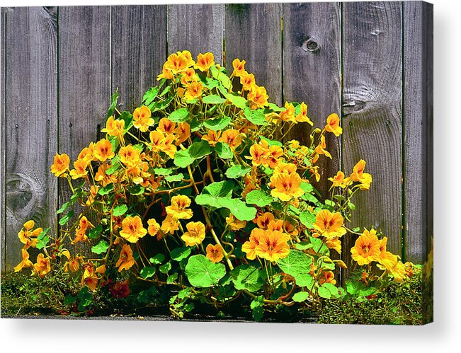 Hibiscus Acrylic Print featuring the photograph Creeping Hibiscus by Jon Exley