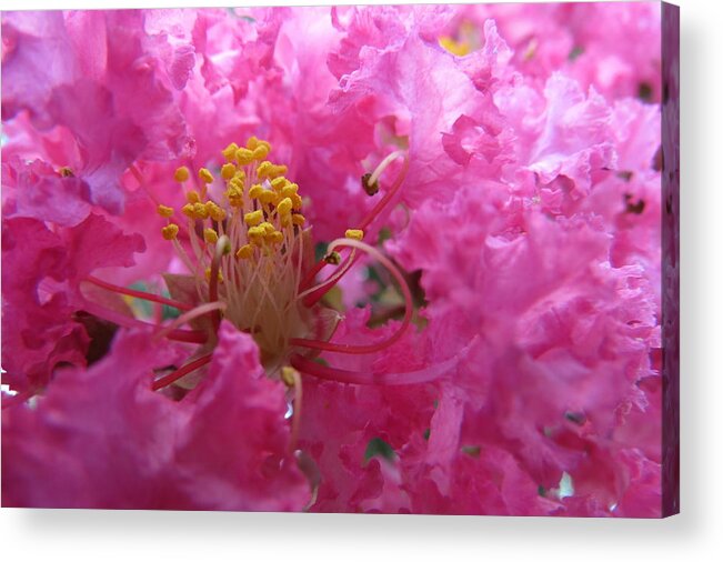 Nature Acrylic Print featuring the photograph Crepe Myrtle in the Middle by Fortunate Findings Shirley Dickerson