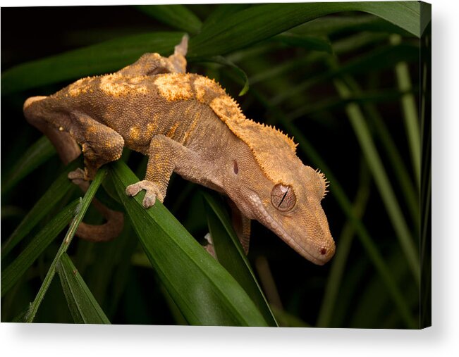 New Caledonian Crested Gecko Acrylic Print featuring the photograph Crested Gecko Rhacodactylus Ciliatus by David Kenny