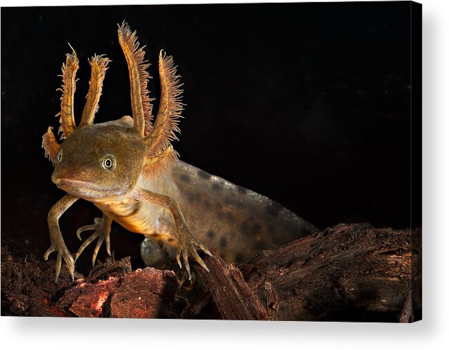 Amphibian Acrylic Print featuring the photograph Crested Newt Larva by Dirk Ercken