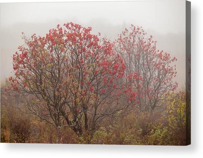 2013 Acrylic Print featuring the photograph Crimson Fog by Melinda Ledsome