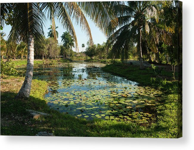 Tranquility Acrylic Print featuring the photograph Crocodile Pond by John Elk Iii