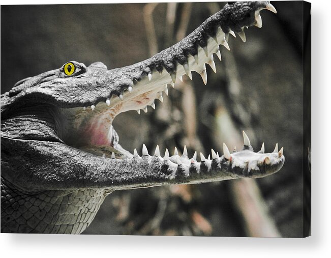 Croc Acrylic Print featuring the photograph Croc's Shiny Whites by Rich Collins