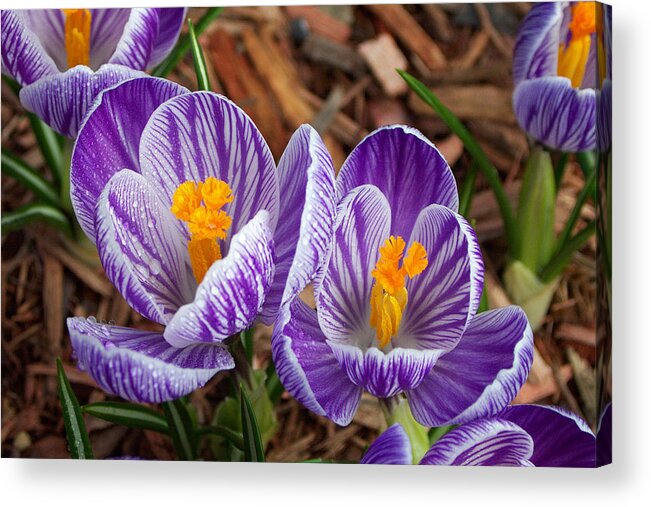 Anther Acrylic Print featuring the photograph Crocus Giant Pickwick by Bonnie Sue Rauch