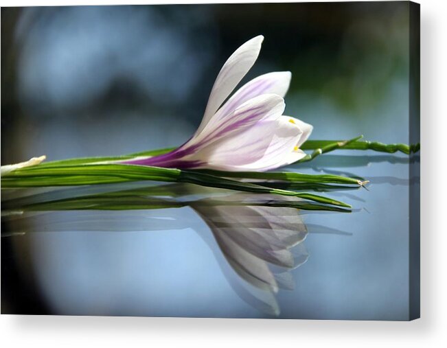 Crocus Reflections Acrylic Print featuring the photograph Crocus Reflections by Andrea Lazar