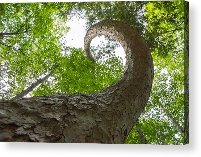 Bill Pevlor Acrylic Print featuring the photograph Crooked Spine Pine II by Bill Pevlor
