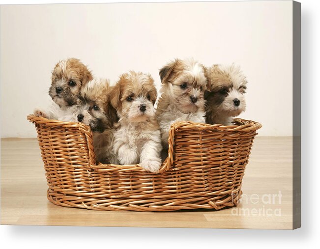 Dog Acrylic Print featuring the photograph Cross Breed Puppies, Five In Basket by John Daniels
