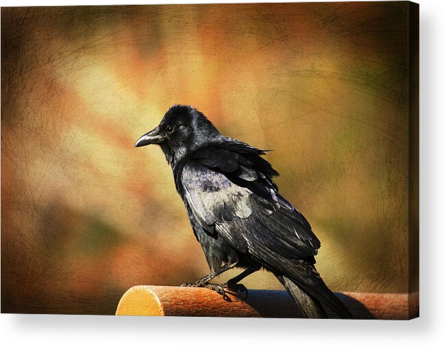 Crows Days Acrylic Print featuring the photograph Crow Days by Karol Livote