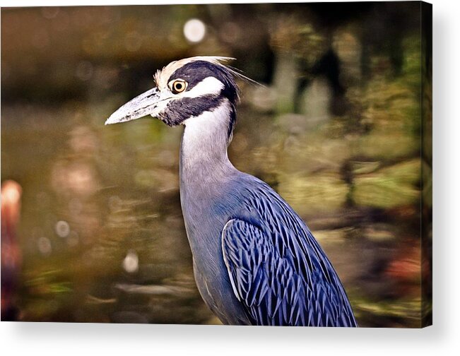 Bird Acrylic Print featuring the photograph Crowned One by Marty Koch