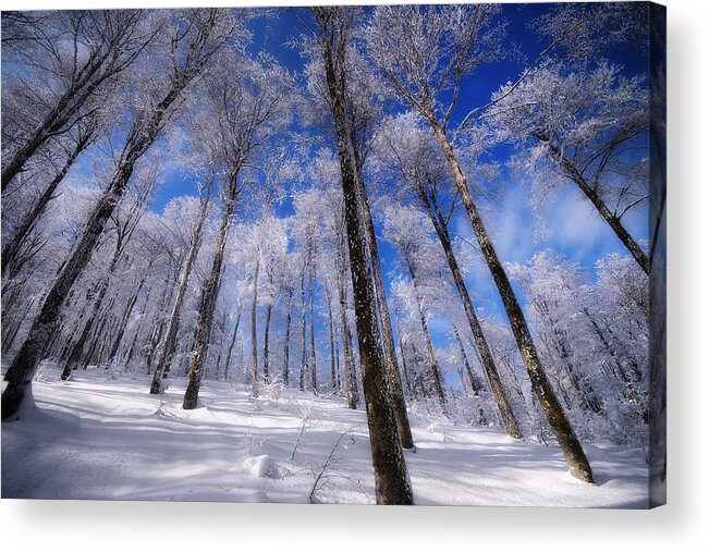Forest Acrylic Print featuring the photograph Crystal Vision by Philippe Sainte-Laudy