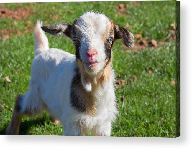 Cute Acrylic Print featuring the photograph Curious Baby Goat by Kathleen Bishop