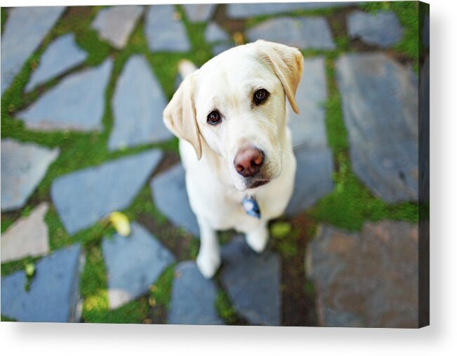 Pets Acrylic Print featuring the photograph Curious Dog Looking Up by Purple Collar Pet Photography