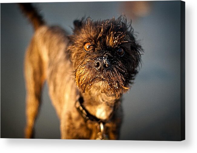 Dog Acrylic Print featuring the photograph Curious George by Denise Dube