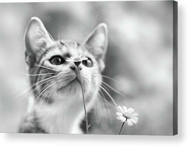 Cat Acrylic Print featuring the photograph Curious by Mirjam Delrue