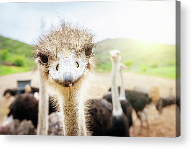 Looking Acrylic Print featuring the photograph Curious Ostrich South Africa by Mlenny