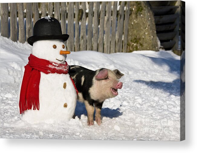 Piglet Acrylic Print featuring the photograph Curious Piglet And Snowman by Jean-Louis Klein and Marie-Luce Hubert