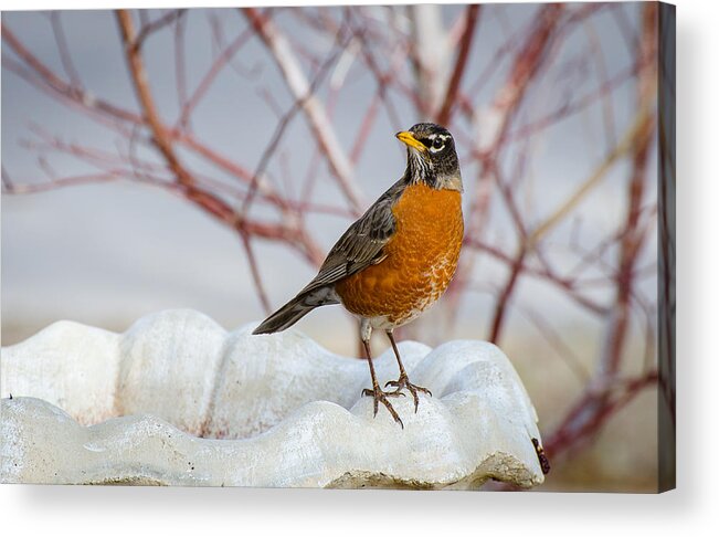 Robin Acrylic Print featuring the photograph Curious Robin by David Downs