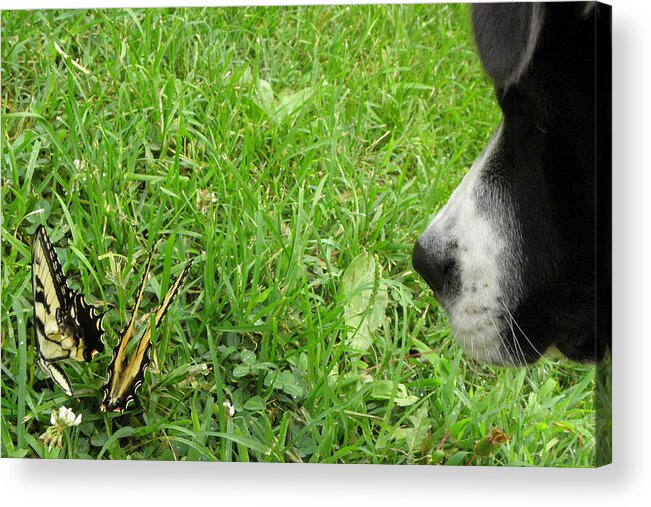 Puppy Acrylic Print featuring the photograph Curiousity Got Me by Kim Galluzzo