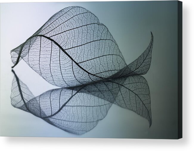 Leaf Acrylic Print featuring the photograph Curvaceousness by Shihya Kowatari