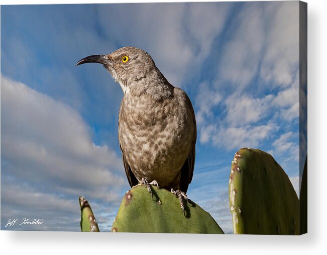Animal Acrylic Print featuring the photograph Curve-Billed Thrasher on a Prickly Pear Cactus by Jeff Goulden