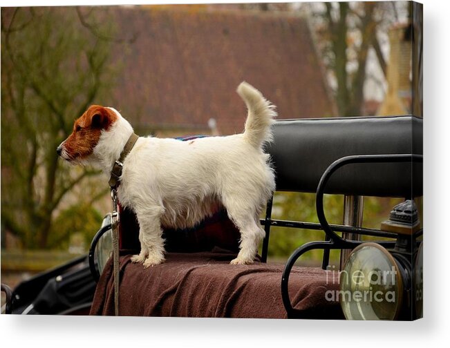 Dog Acrylic Print featuring the photograph Cute dog on carriage seat Bruges Belgium by Imran Ahmed