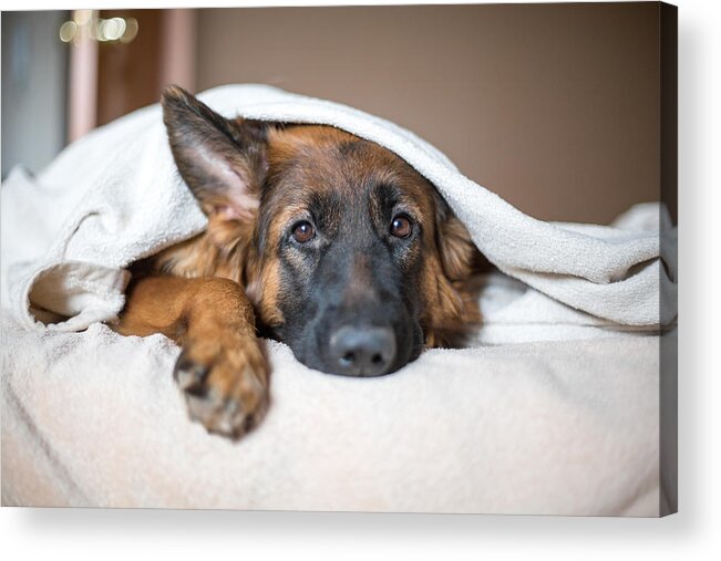 Pets Acrylic Print featuring the photograph Cute German Shepherd in a blanket on bed. by Kosheleva_Kristina
