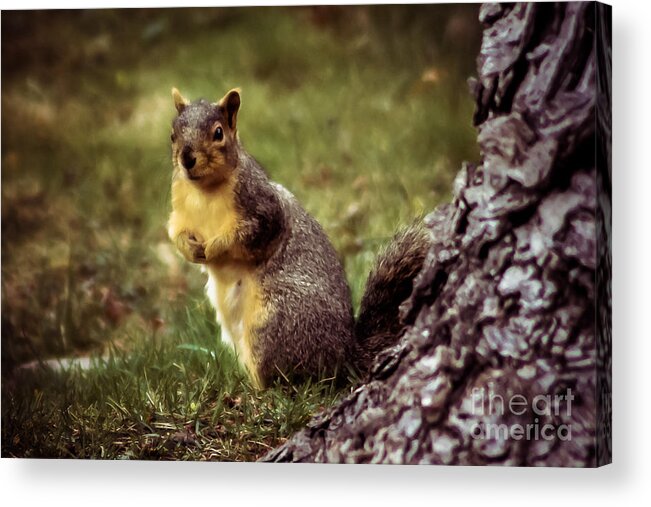 Squirrel Acrylic Print featuring the photograph Cute Squirrel by Robert Bales