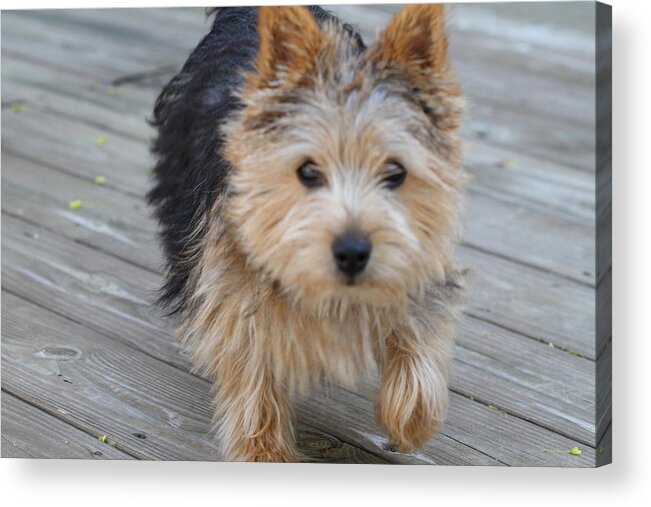 Dog Acrylic Print featuring the photograph Cutest Dog Ever - Animal - 011327 by DC Photographer