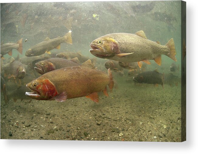 Feb0514 Acrylic Print featuring the photograph Cutthroat Trout In The Spring Idaho by Michael Quinton