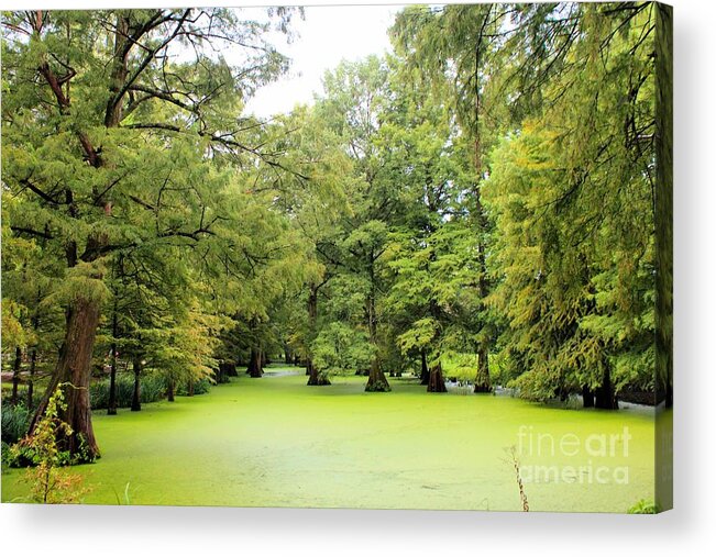 Cypress Acrylic Print featuring the photograph Cypress In Green by Karen Wagner