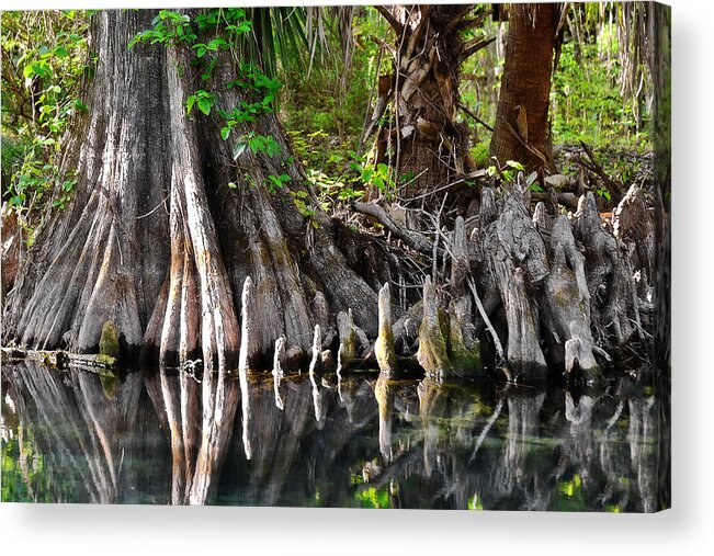 Cypress Acrylic Print featuring the photograph Cypress trees - Nature's Relics by Alexandra Till